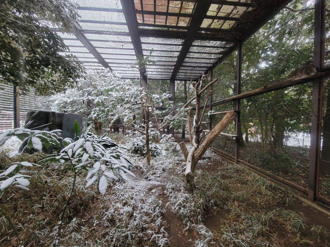 下りの隙間を通ってきた雪により、檻の中も薄っすら雪化粧していた