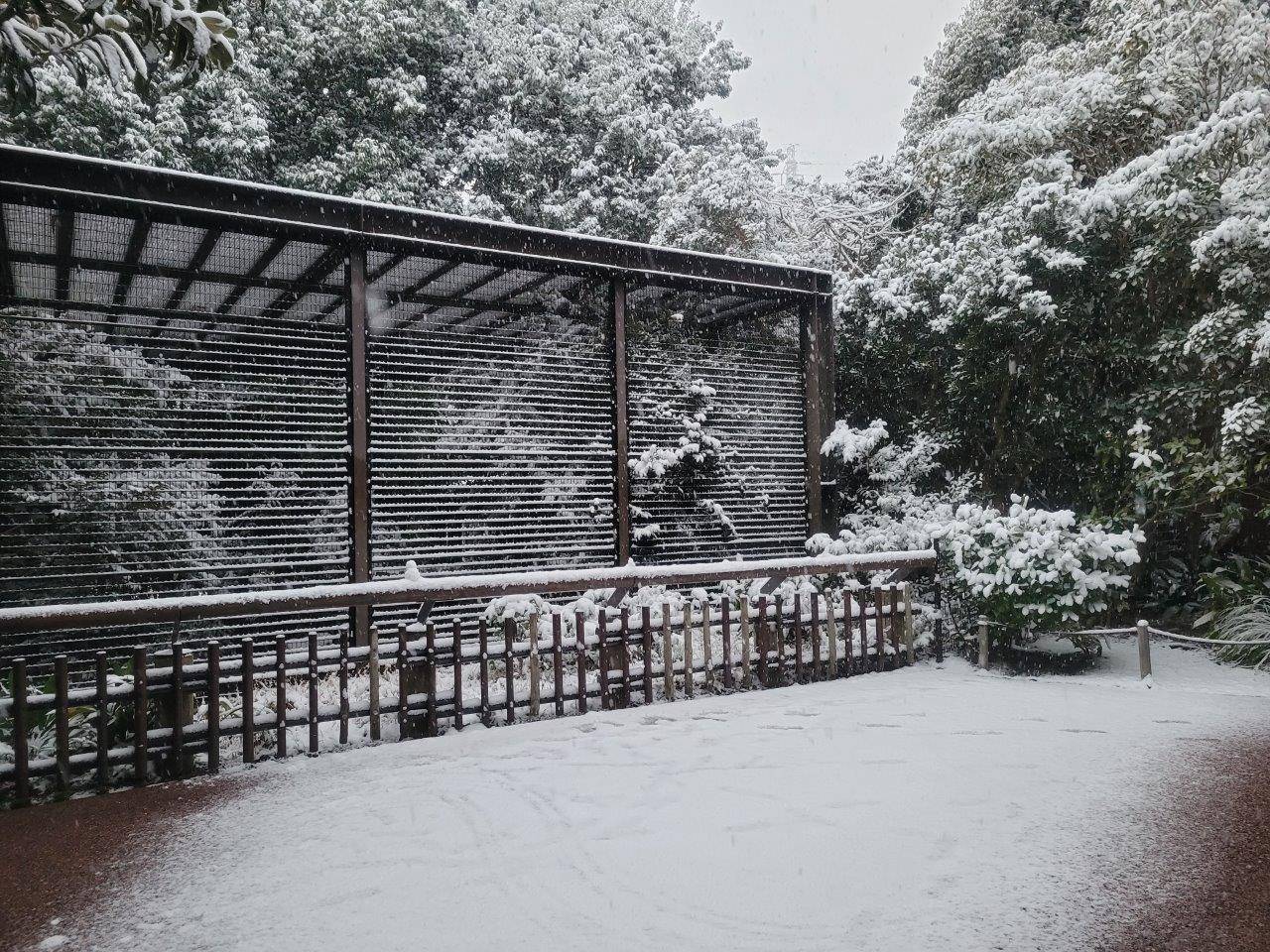 雪の中のウンピョウの檻