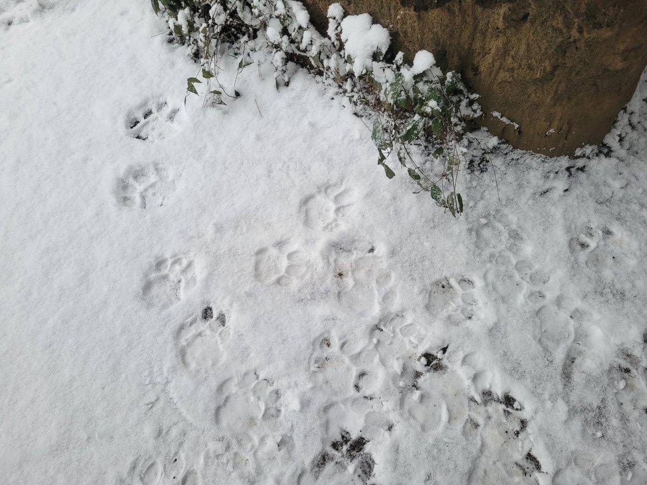 ガンターの足跡