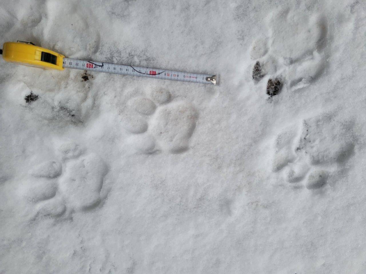 雪上に残った足跡