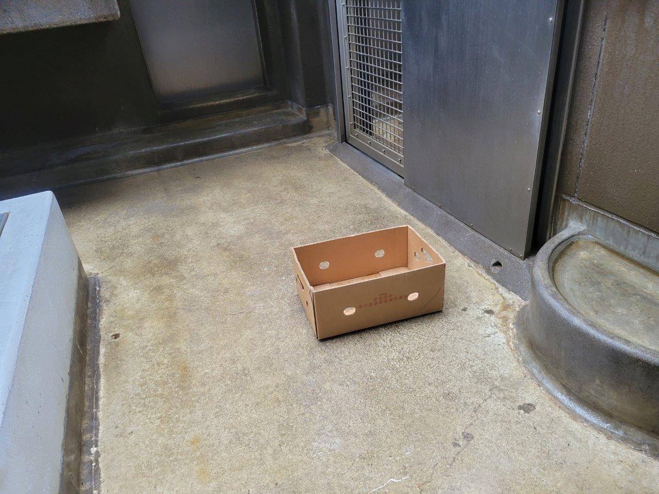 サブ運動場に置かれた骨入りの段ボール箱