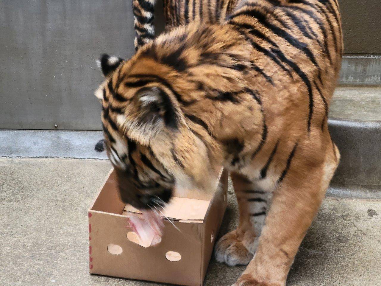 段ボール箱から骨を咥えて取り出すガンター