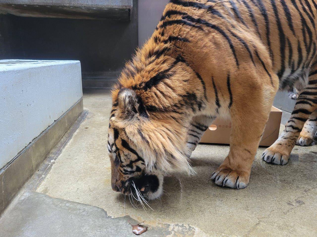 骨を齧るガンター