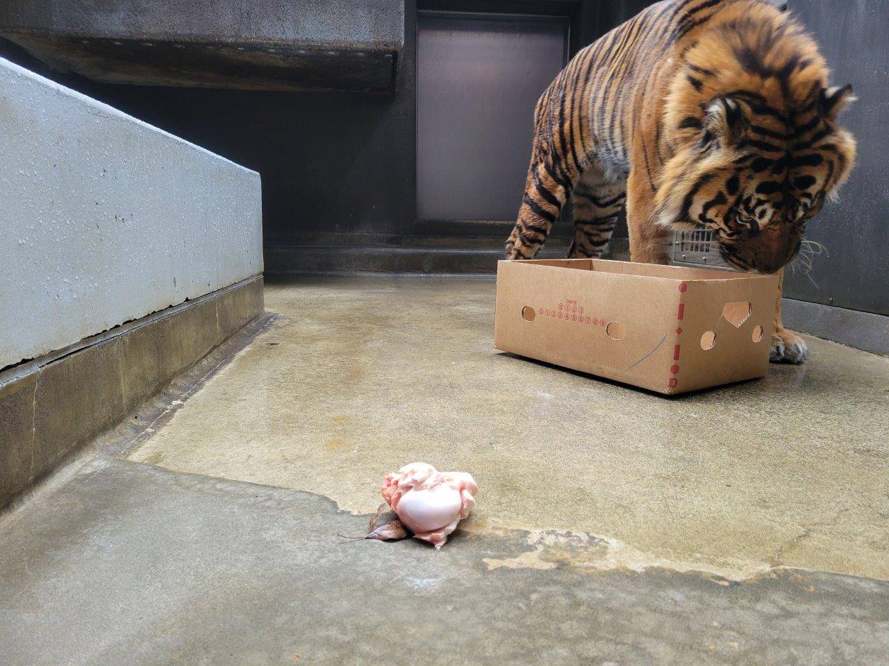 段ボール箱を気にするガンター