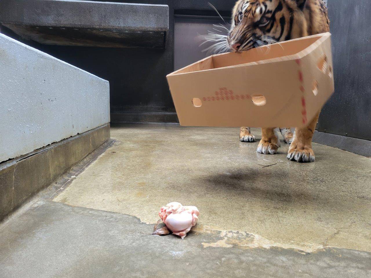 段ボール箱を咥えるガンター