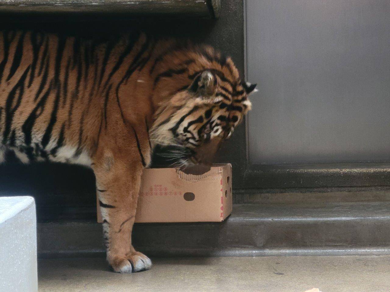 段ボール箱を食いちぎるガンター