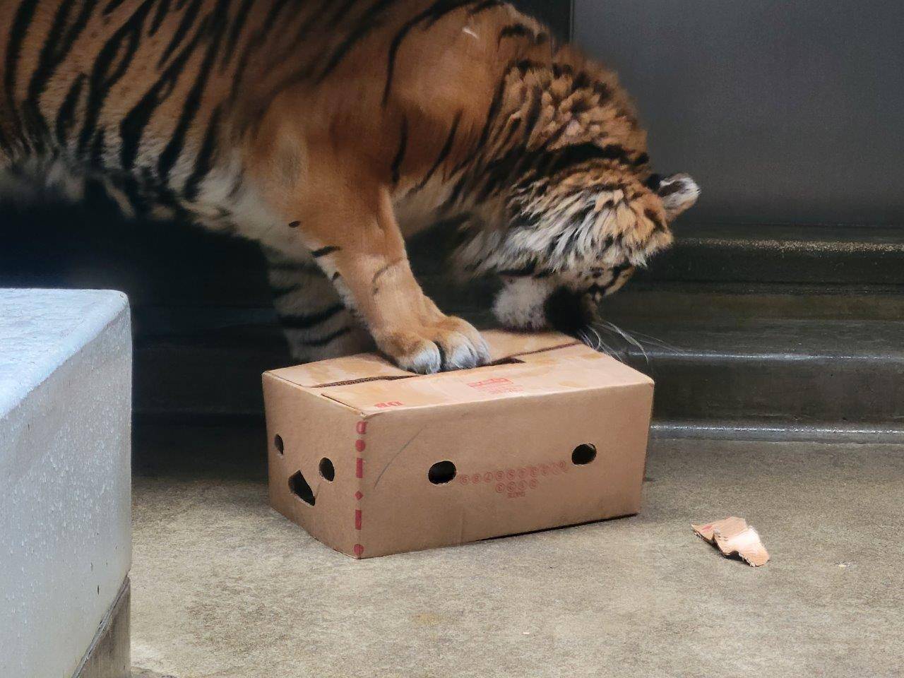 段ボール箱をひっくり返すガンター