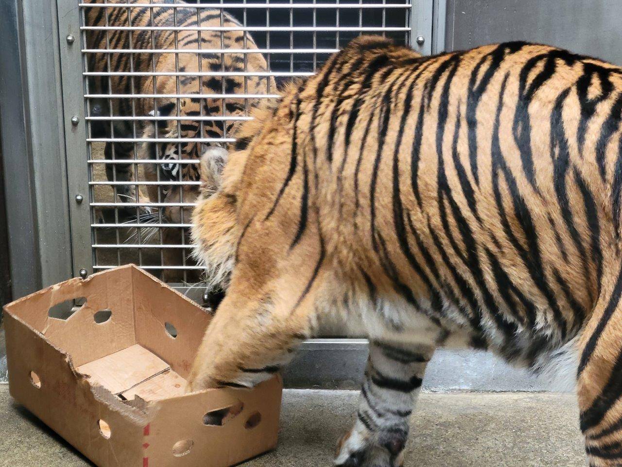 ガンターがいじっている段ボール箱を、隣から気にするラウト