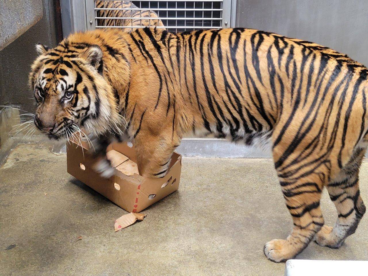 段ボール箱に前肢を入れるガンター