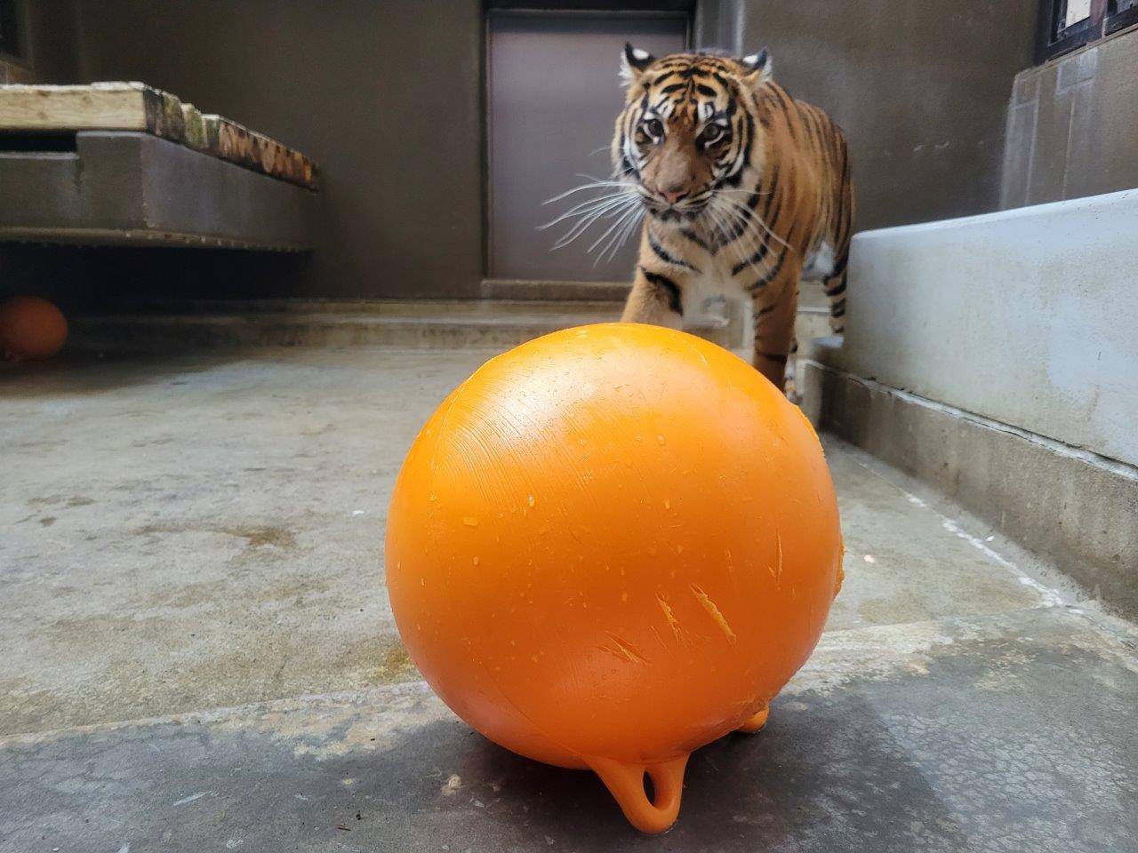 フロートを見つめるムジュ