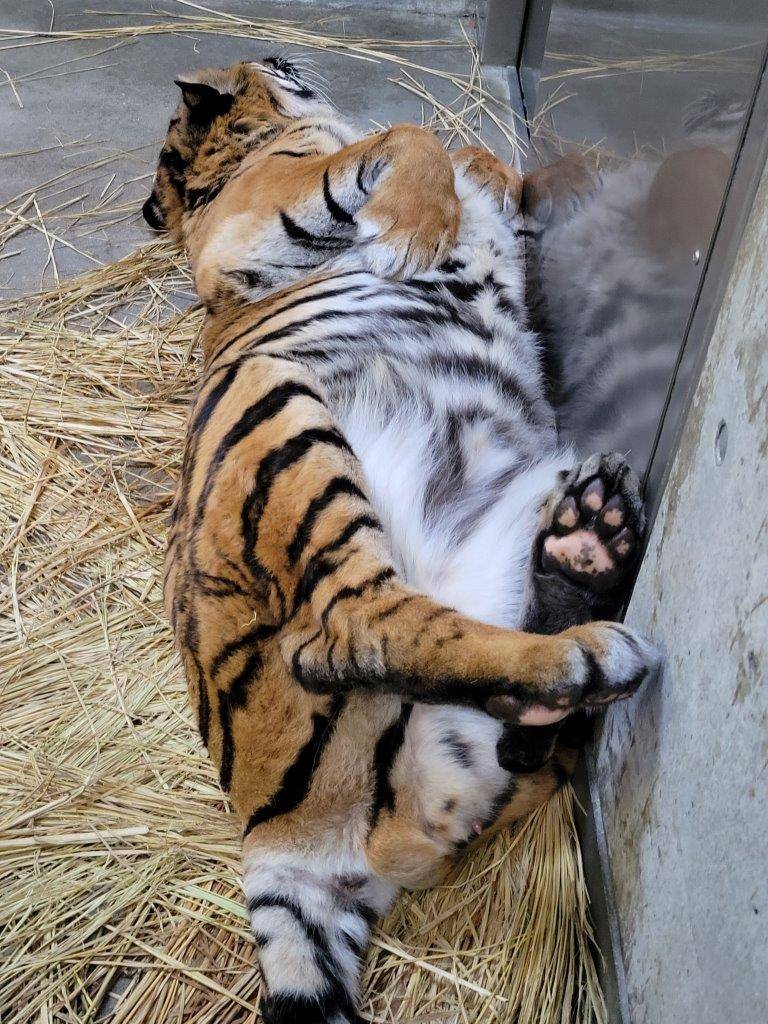 仰向けになって休むガンター