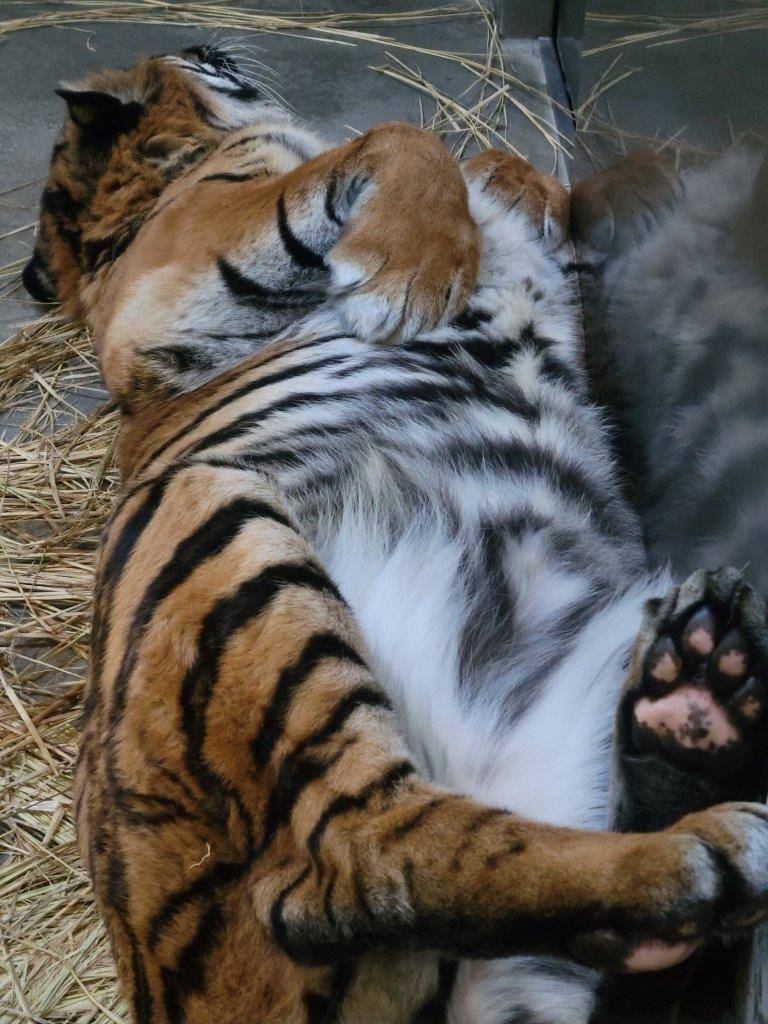 後肢の肉球も良く見えるガンター