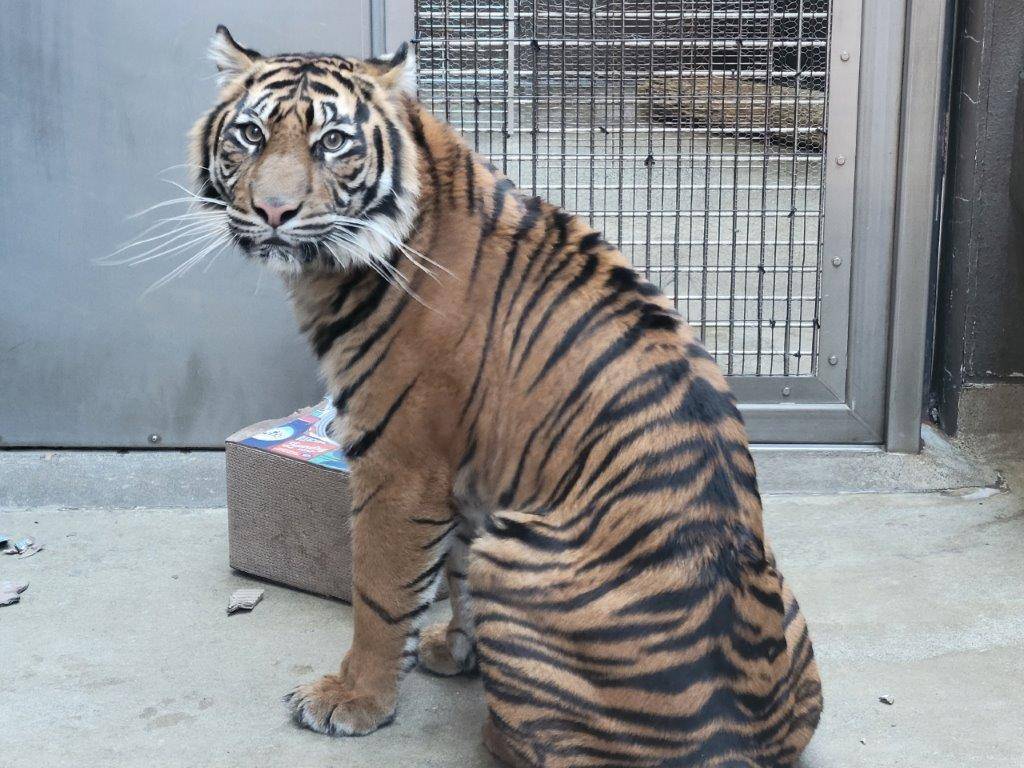 こちらを気にして振り向くムジュ
