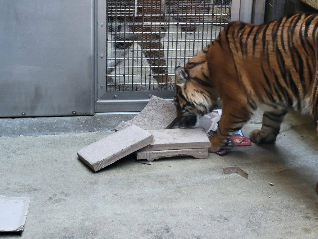 ボロボロになり始めた遊具