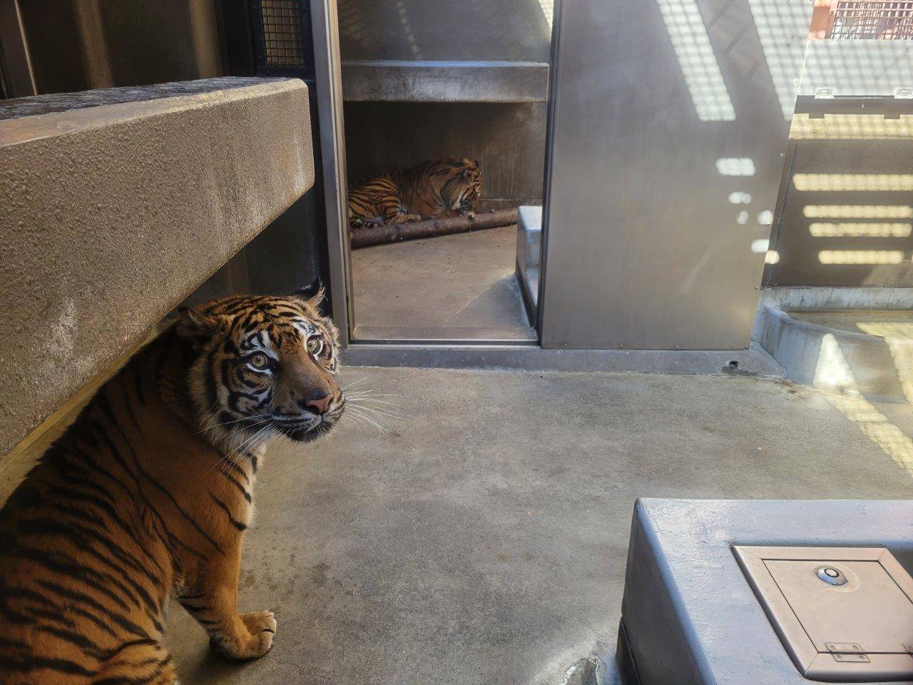 サブ運動場で同居中のガンターとラウト②