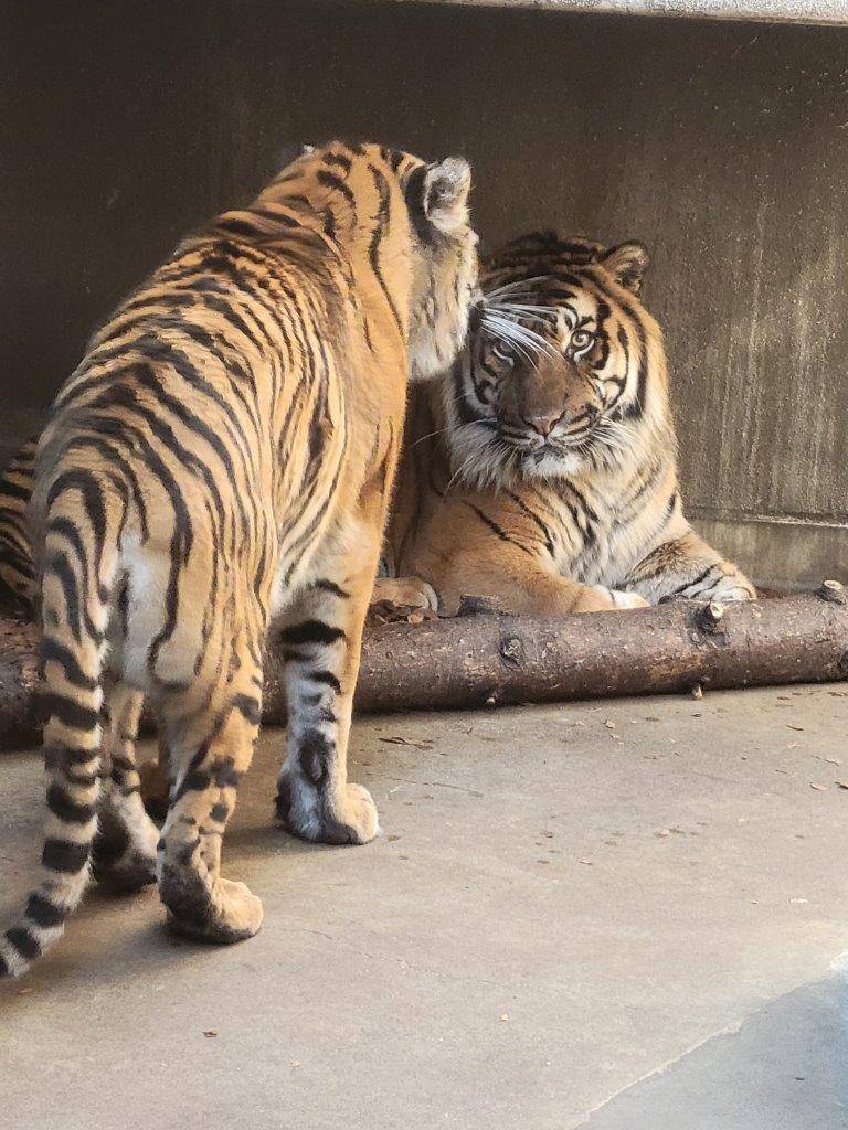 ガンターに近づくラウト