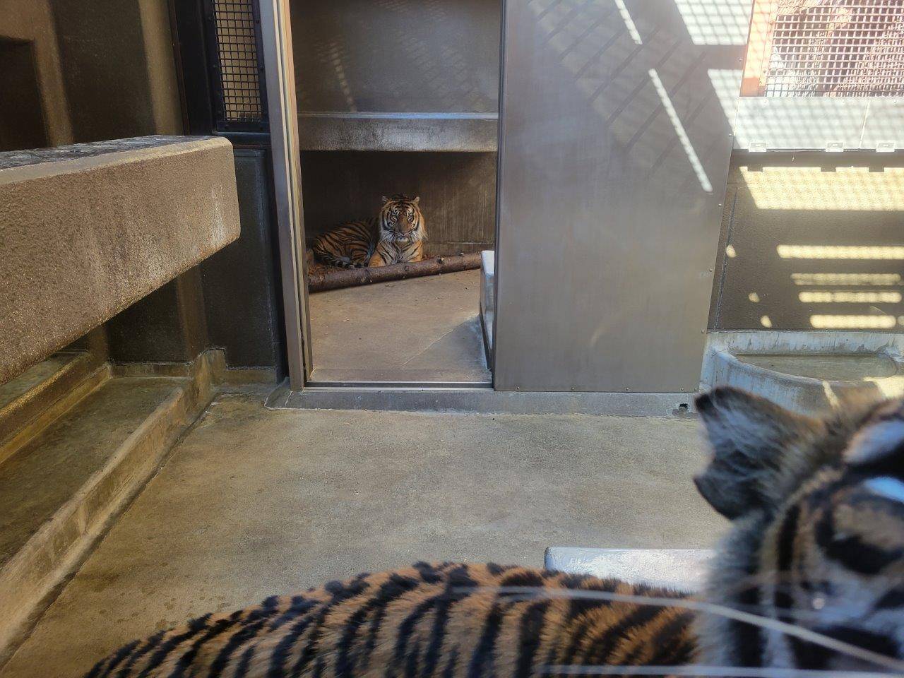 サブ運動場で同居中のガンターとラウト