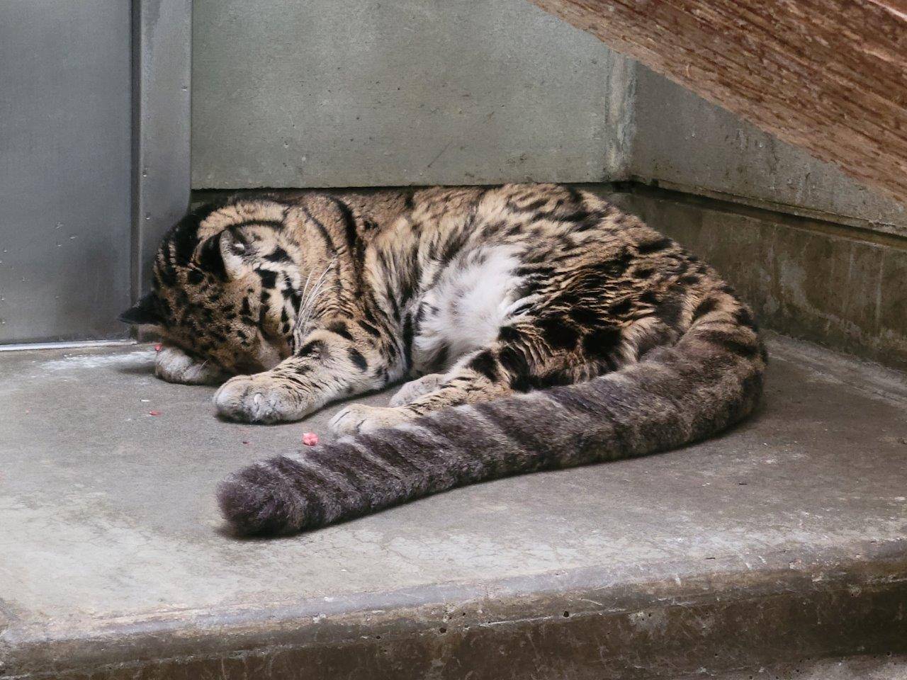 床暖上で眠るアニル①