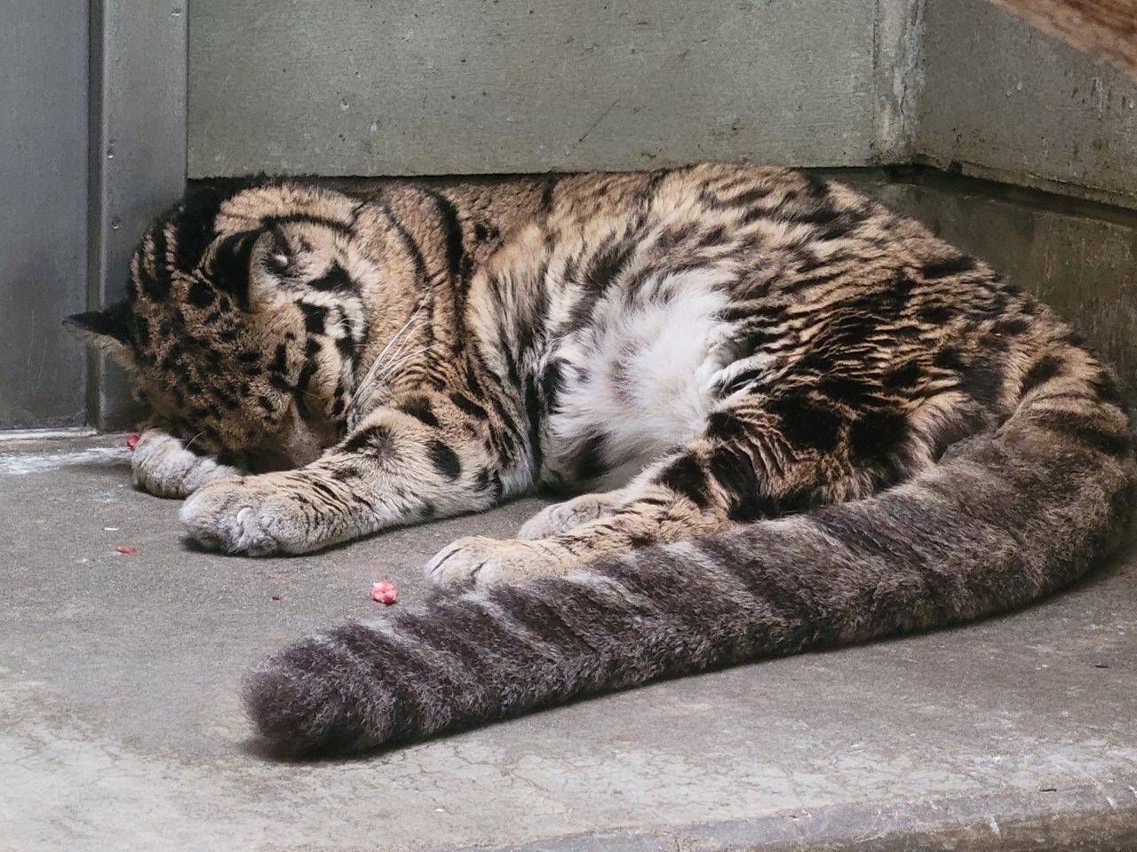 床暖上で眠るアニル③