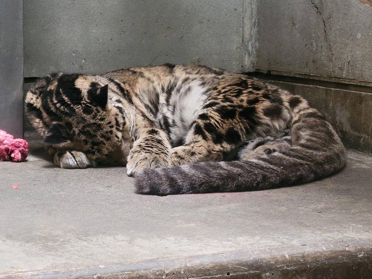 床暖上で死んだように眠るアニル①