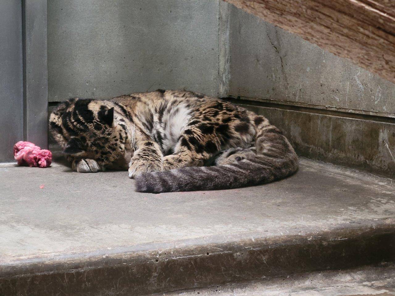 床暖上で死んだように眠るアニル②