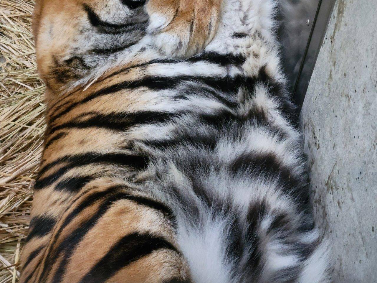 腹部の体毛は長いことが分かる