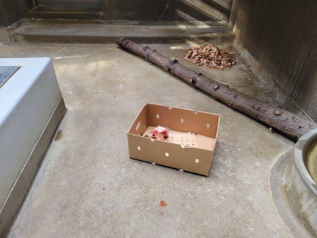 段ボールに入れられた骨