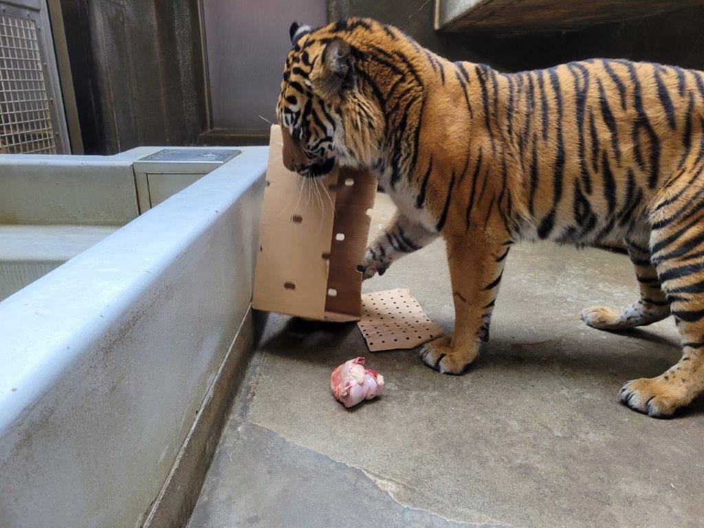 段ボールで遊ぶラウト