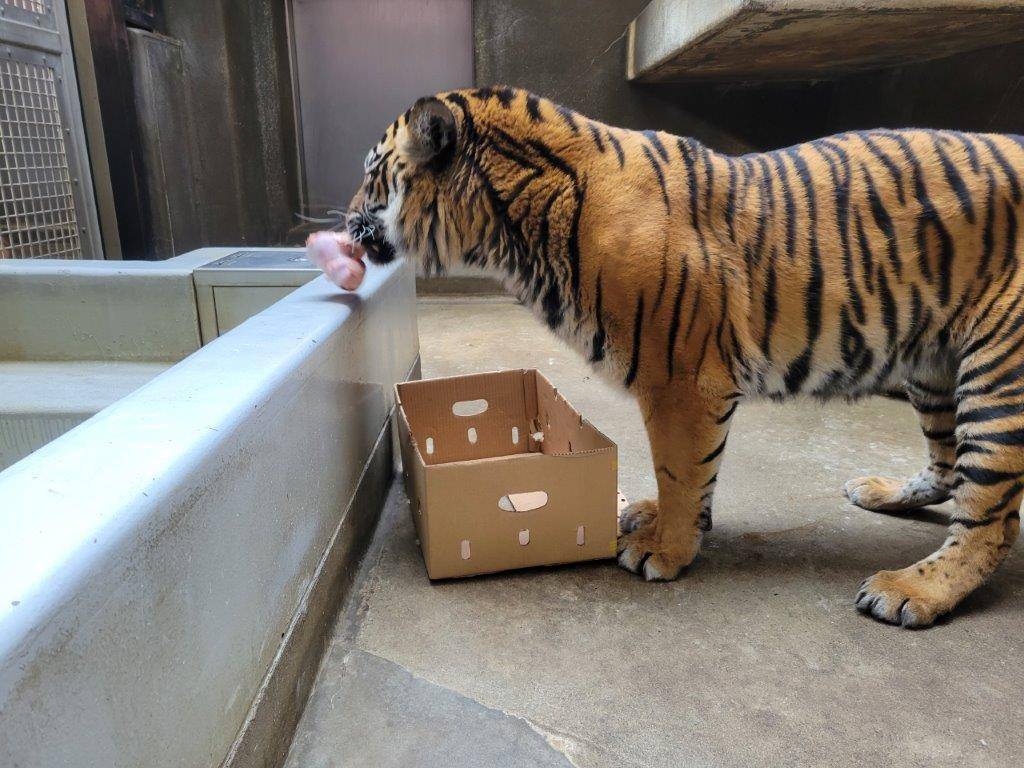 骨を咥えるラウト