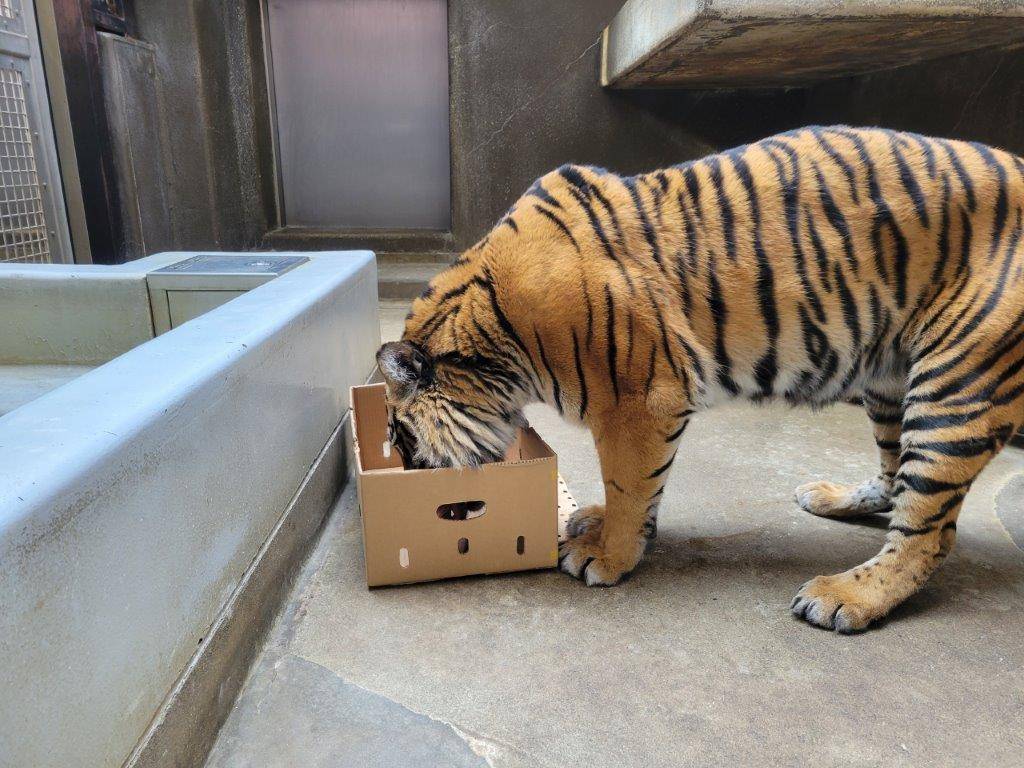 段ボール内の骨を齧るラウト