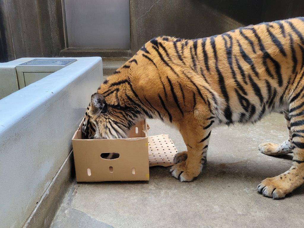 段ボールの隅に骨を固定して齧るラウト