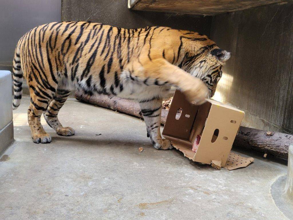 段ボールで遊ぶラウト①