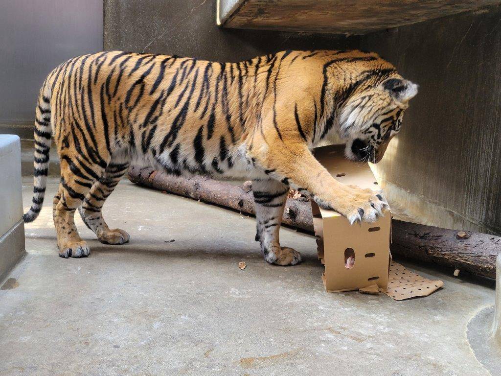 段ボールで遊ぶラウト②