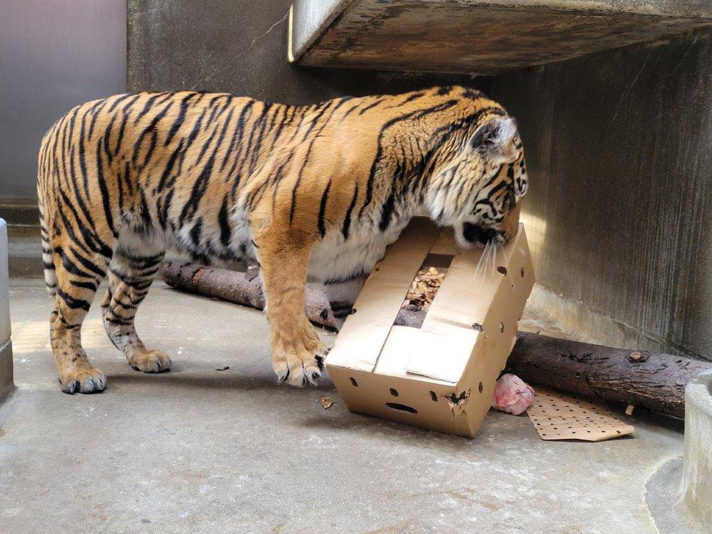 段ボールで遊ぶラウト③