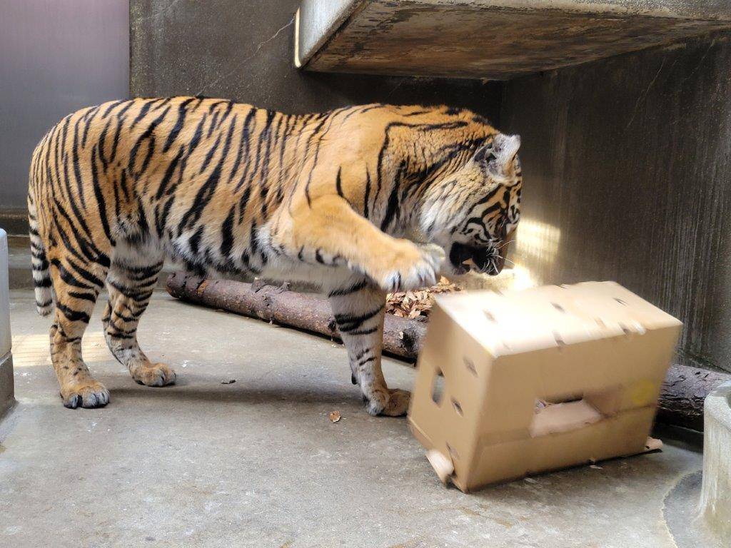 段ボールで遊ぶラウト④