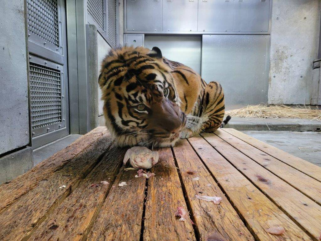 丸鶏を食すガンター①