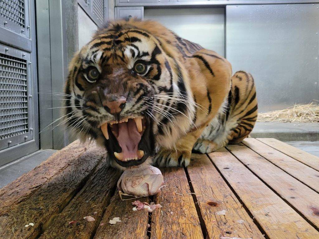 丸鶏を食すガンター②