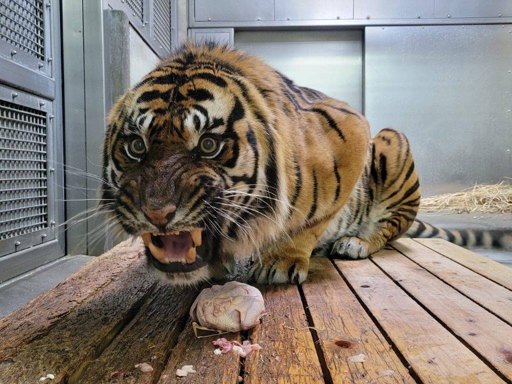 丸鶏を食すガンター③