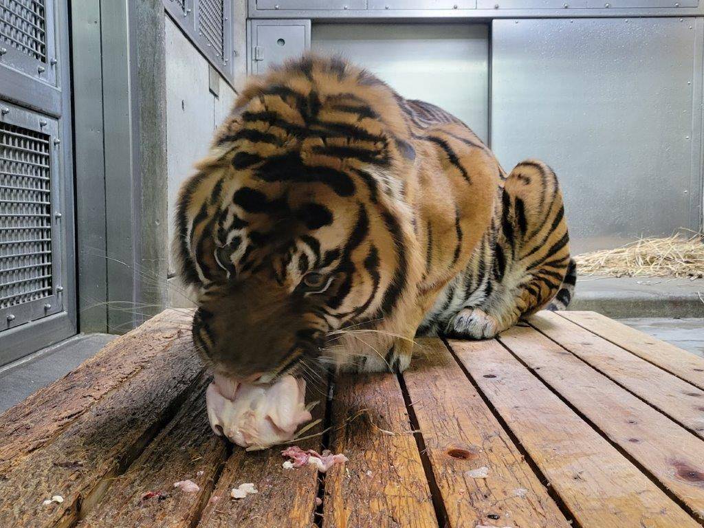 丸鶏を食すガンター④