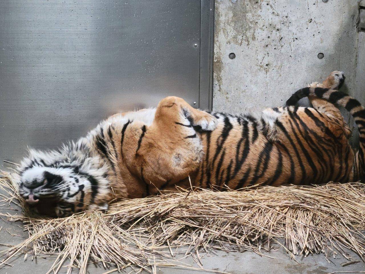 仰向けになって休むガンター