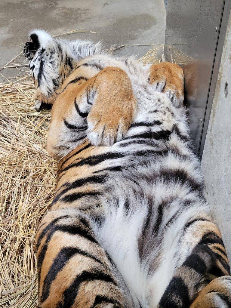 ガンターのへそ天