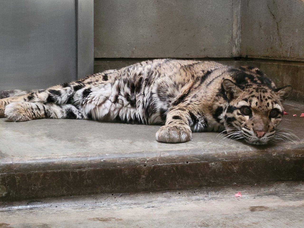 床暖上で休むアニル