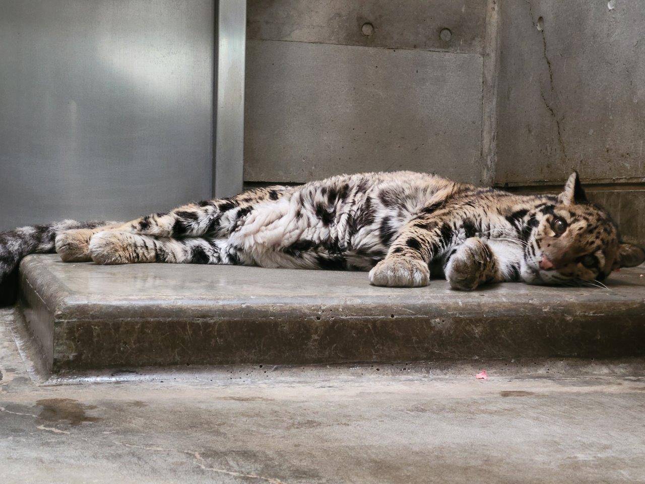 床暖上で寝そべるアニル