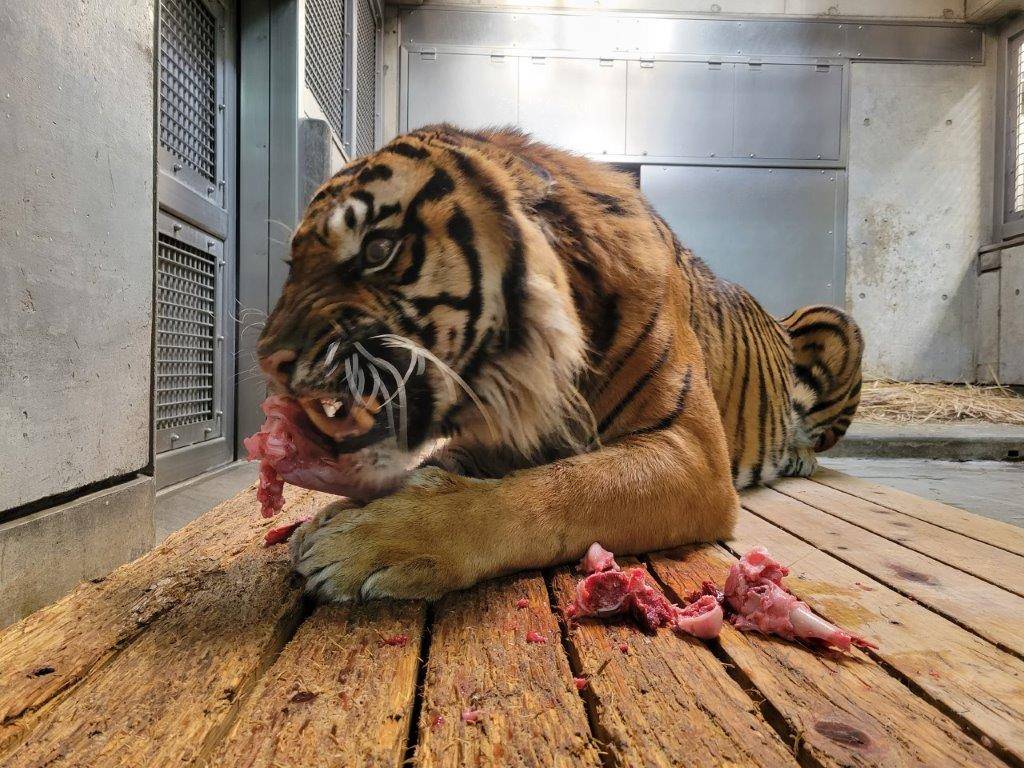 骨付き肉を食すガンター①