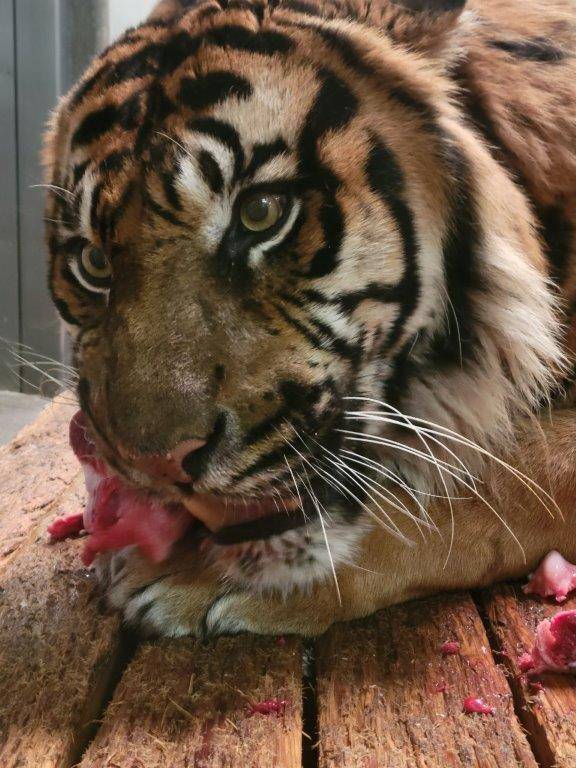 骨付き肉を食すガンター③