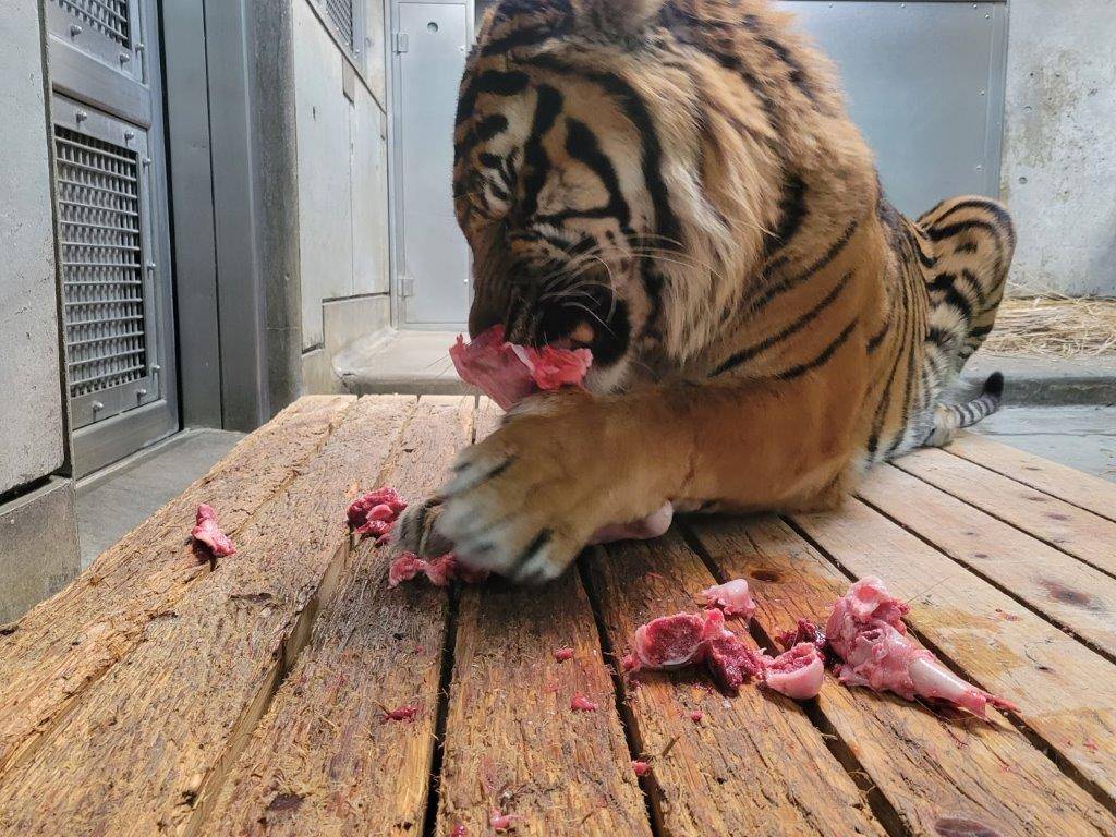 骨付き肉を食すガンター④