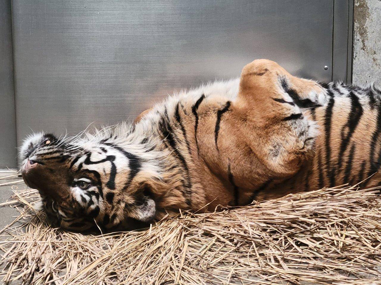 藁上で仰向けになって休むガンター