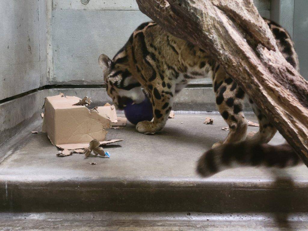 箱から出て来たジョリーボールに興味を示すスパイダー