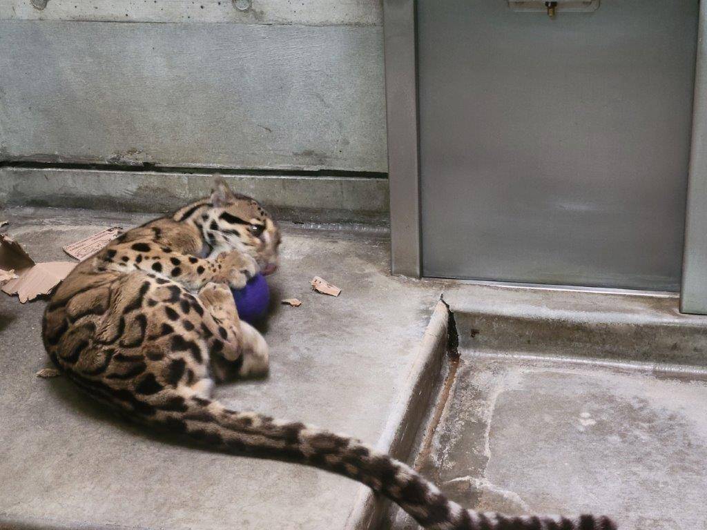 ジョリーボールを破壊するスパイダー