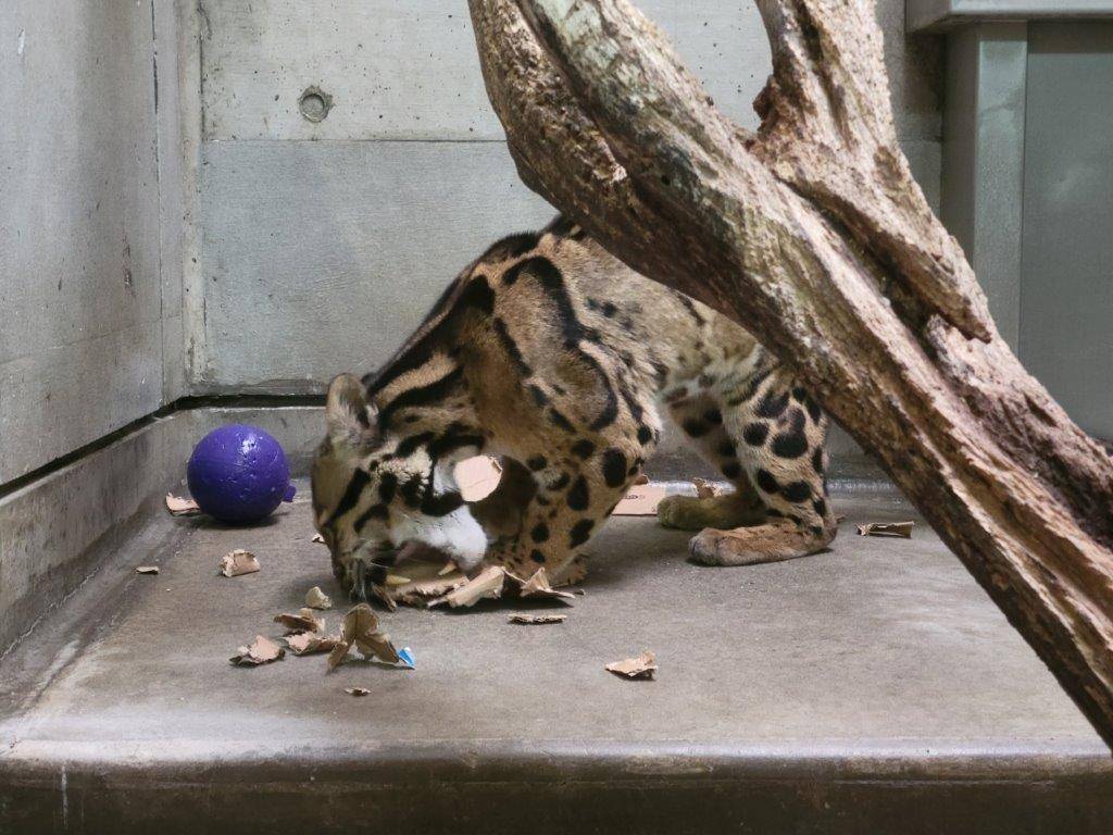 段ボールを破壊するスパイダー